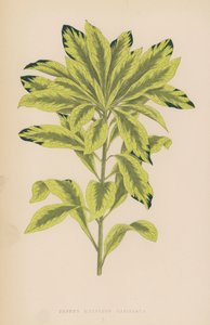 Daphne Mazereon Variegata by English School
